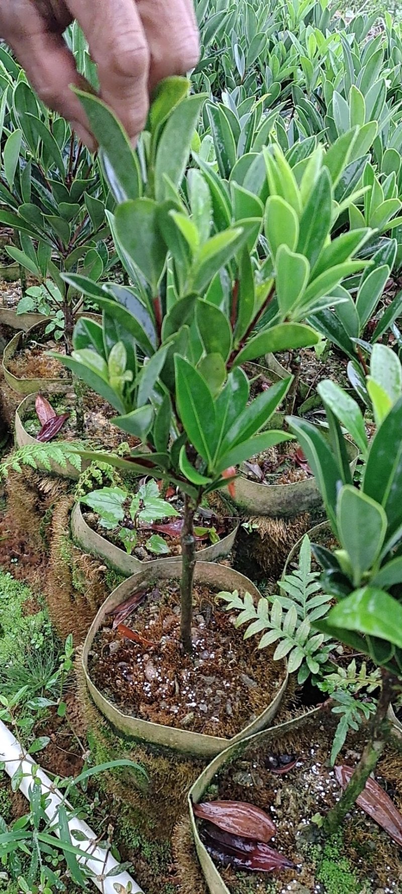 大红花油茶嫁接苗，产地直供，支持线上保障交易。