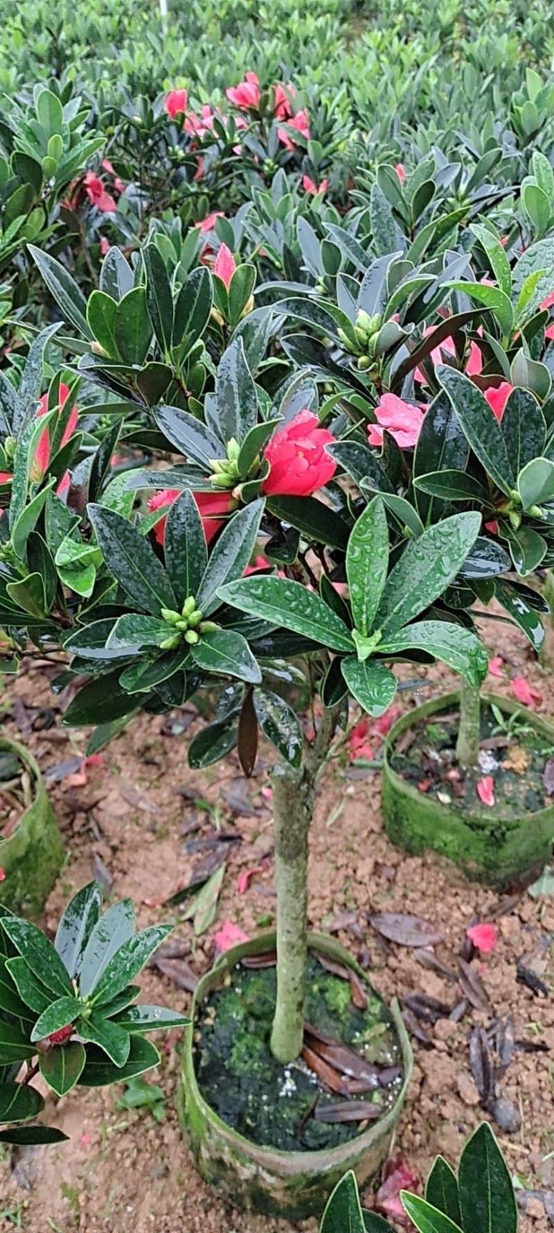 大红花油茶嫁接苗，产地直供，支持线上保障交易。