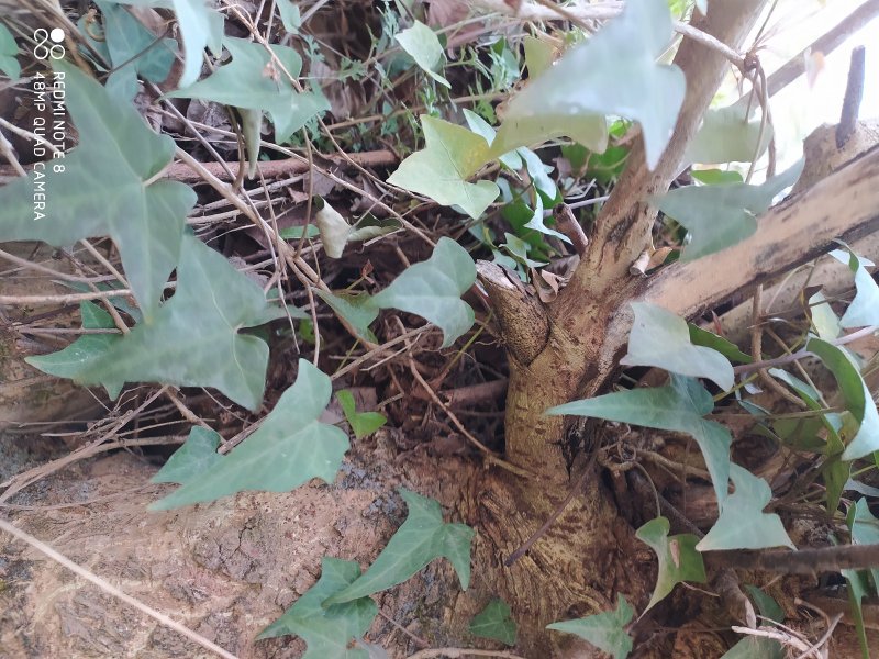 野生药材三角枫常春藤