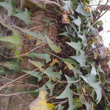野生药材三角枫常春藤