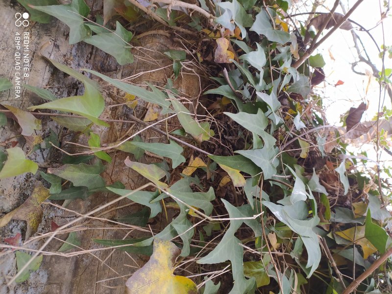 野生药材三角枫常春藤