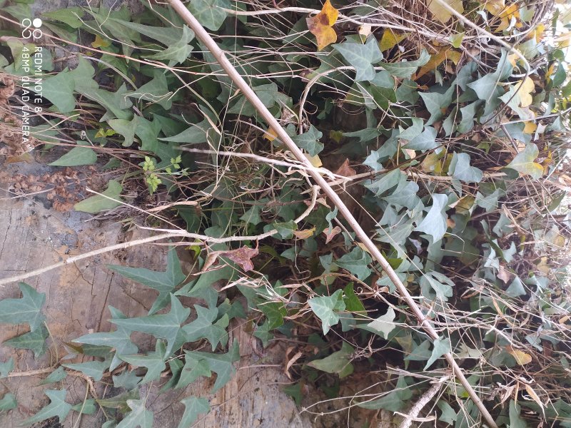 野生药材三角枫常春藤