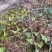野生药材三角枫常春藤