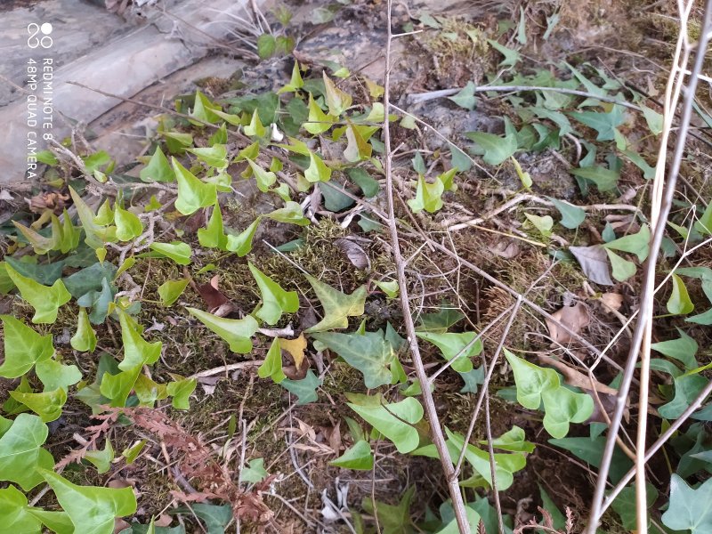 野生药材三角枫常春藤