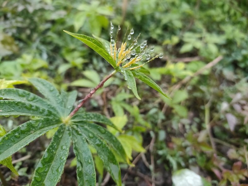 重楼苗华重楼纯野生苗