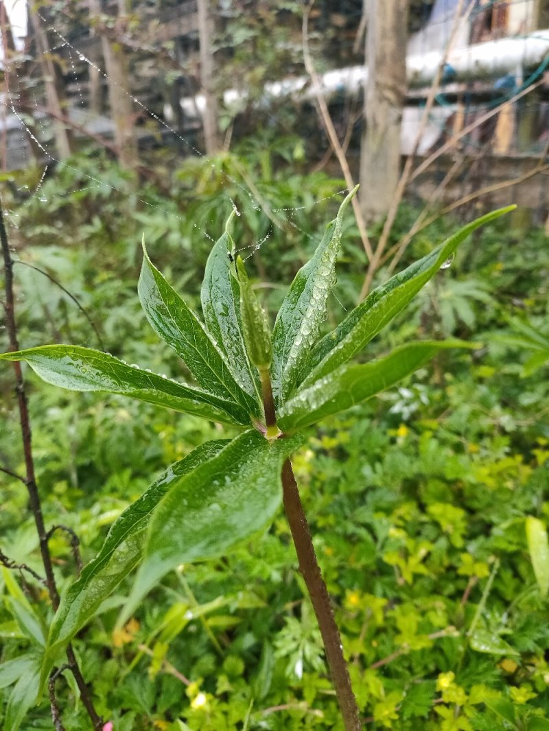 重楼苗华重楼纯野生苗