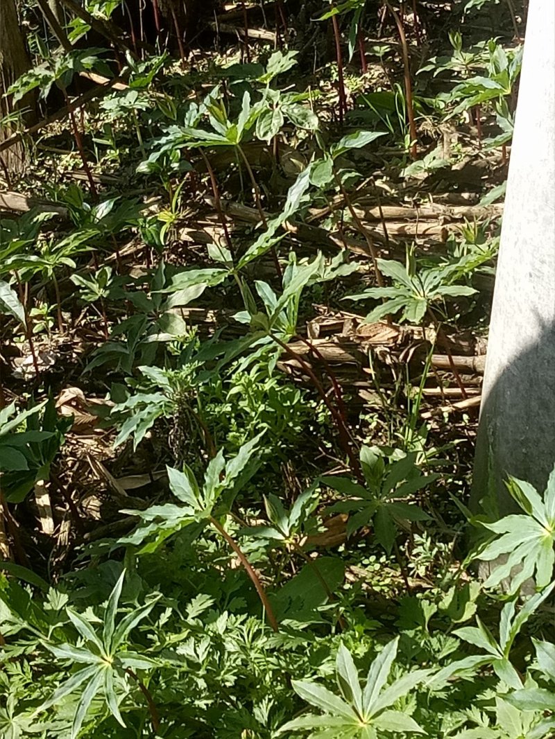 重楼苗华重楼纯野生苗