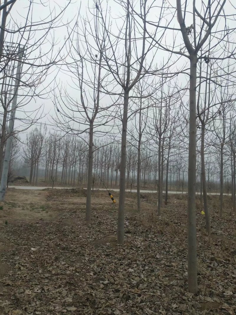 泡桐，紫花泡桐10—25公分常年供应各种规格欢迎来电咨询