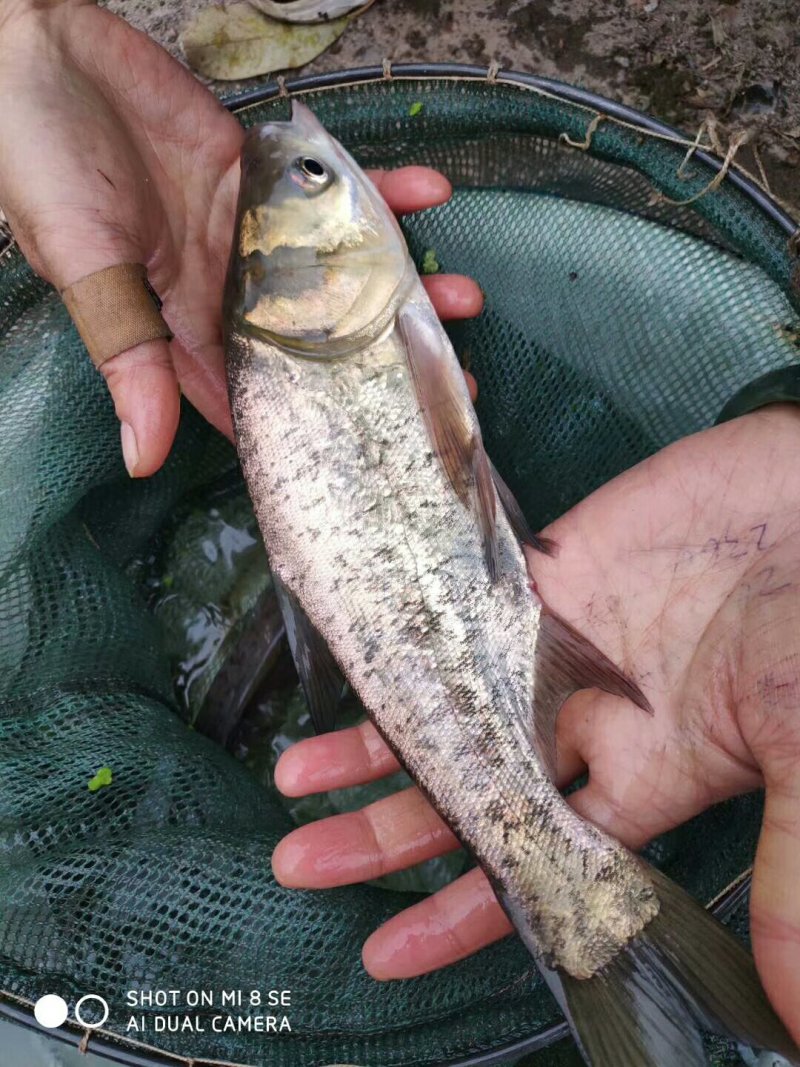 银鳕鱼苗，养殖基地直供，货品充足，需要的老板联系