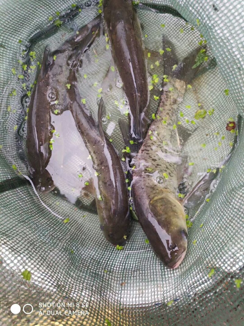 银鳕鱼苗，养殖基地直供，货品充足，需要的老板联系