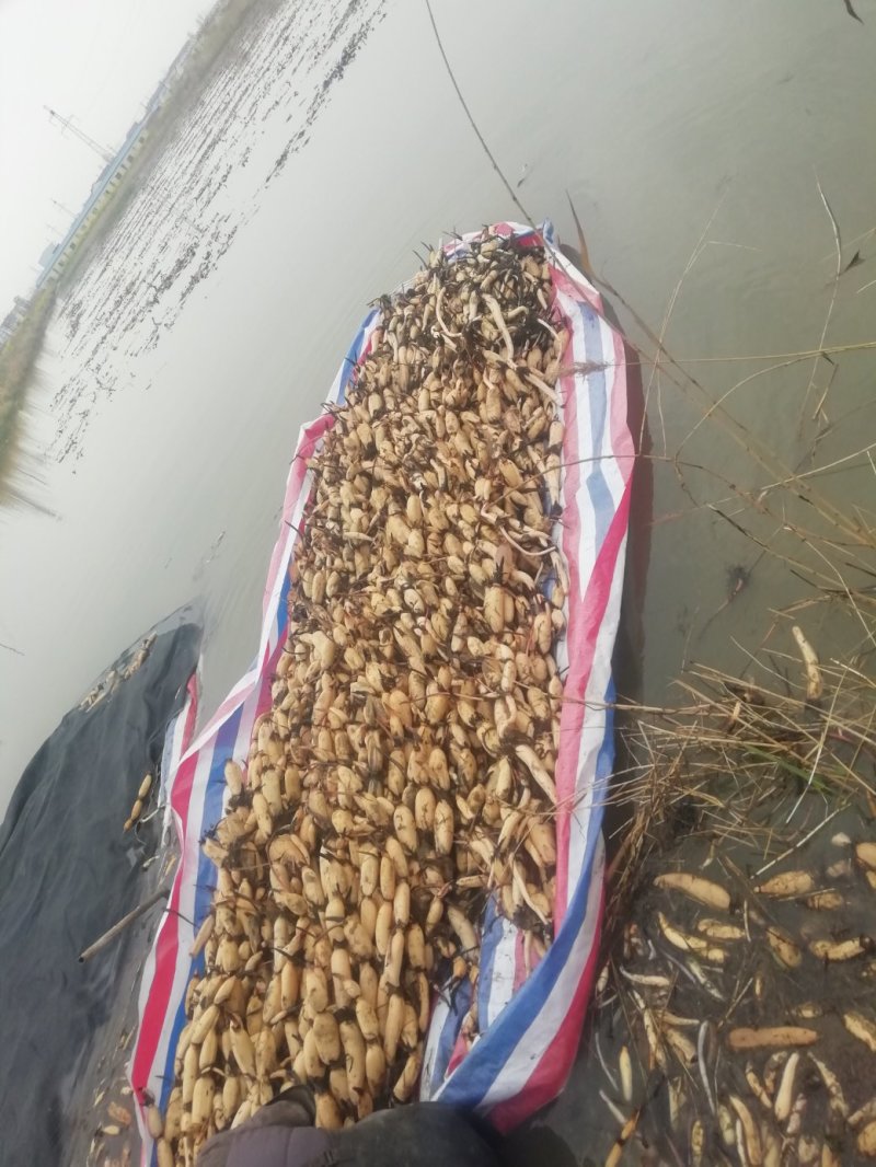 莲藕苗深浅水生植物食用蔬菜池塘稻田种植粉脆藕种根苗