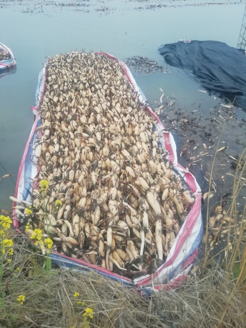 莲藕苗深浅水生植物食用蔬菜池塘稻田种植粉脆藕种根苗