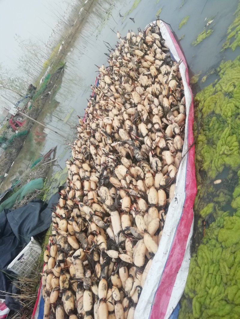 莲藕苗深浅水生植物食用蔬菜池塘稻田种植粉脆藕种根苗