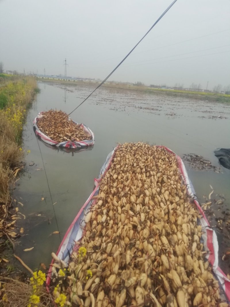 莲藕苗深浅水生植物食用蔬菜池塘稻田种植粉脆藕种根苗