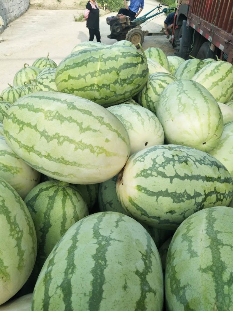 精品金城5号，个头大，皮薄肉多，口感甜，每天现摘现发