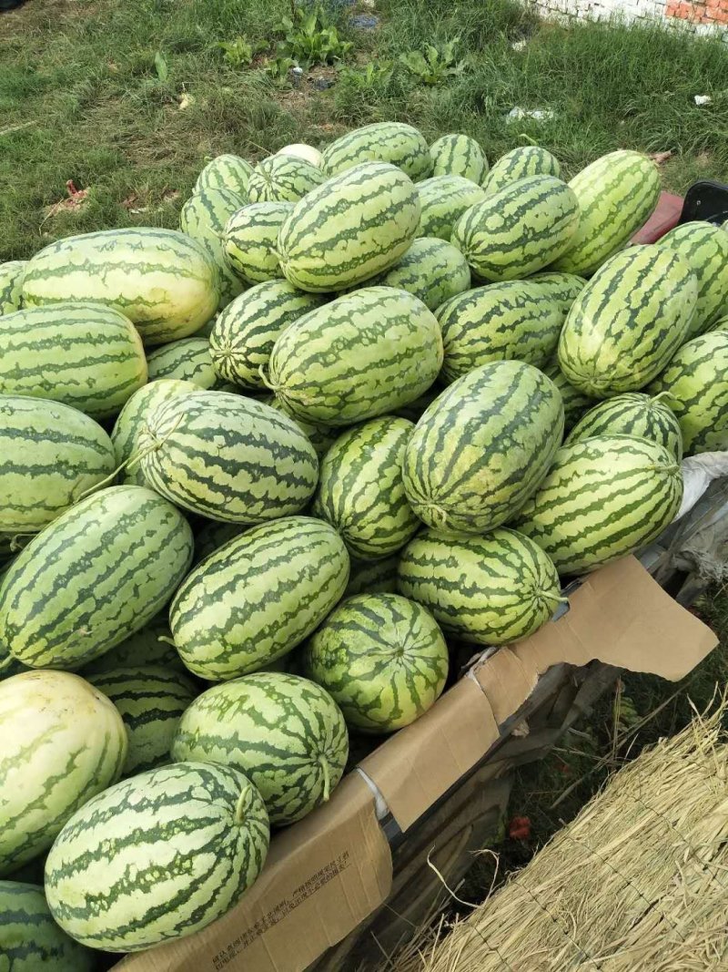 精品金城5号，个头大，皮薄肉多，口感甜，每天现摘现发