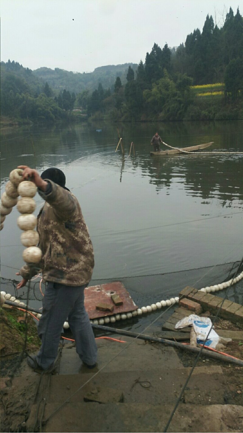重庆泥鳅苗养殖基地直供包成活易养殖包技术指导