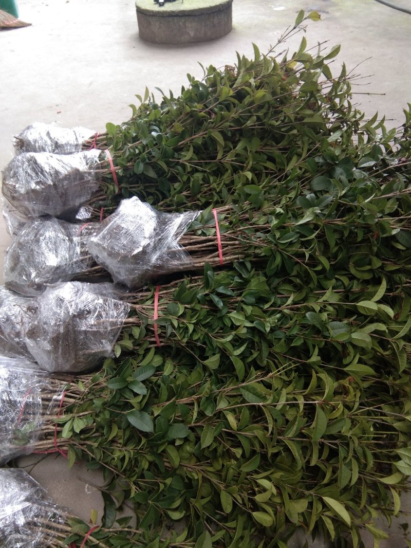 桂花，四季桂带土球月月桂花期长，部份地区不包邮