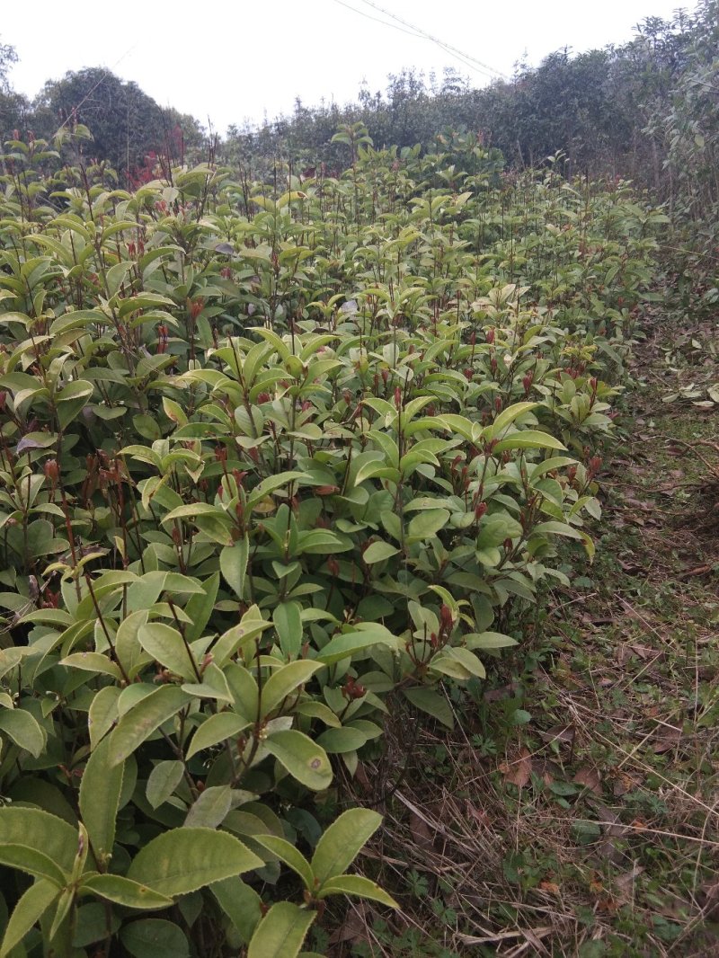 桂花，四季桂带土球月月桂花期长，部份地区不包邮