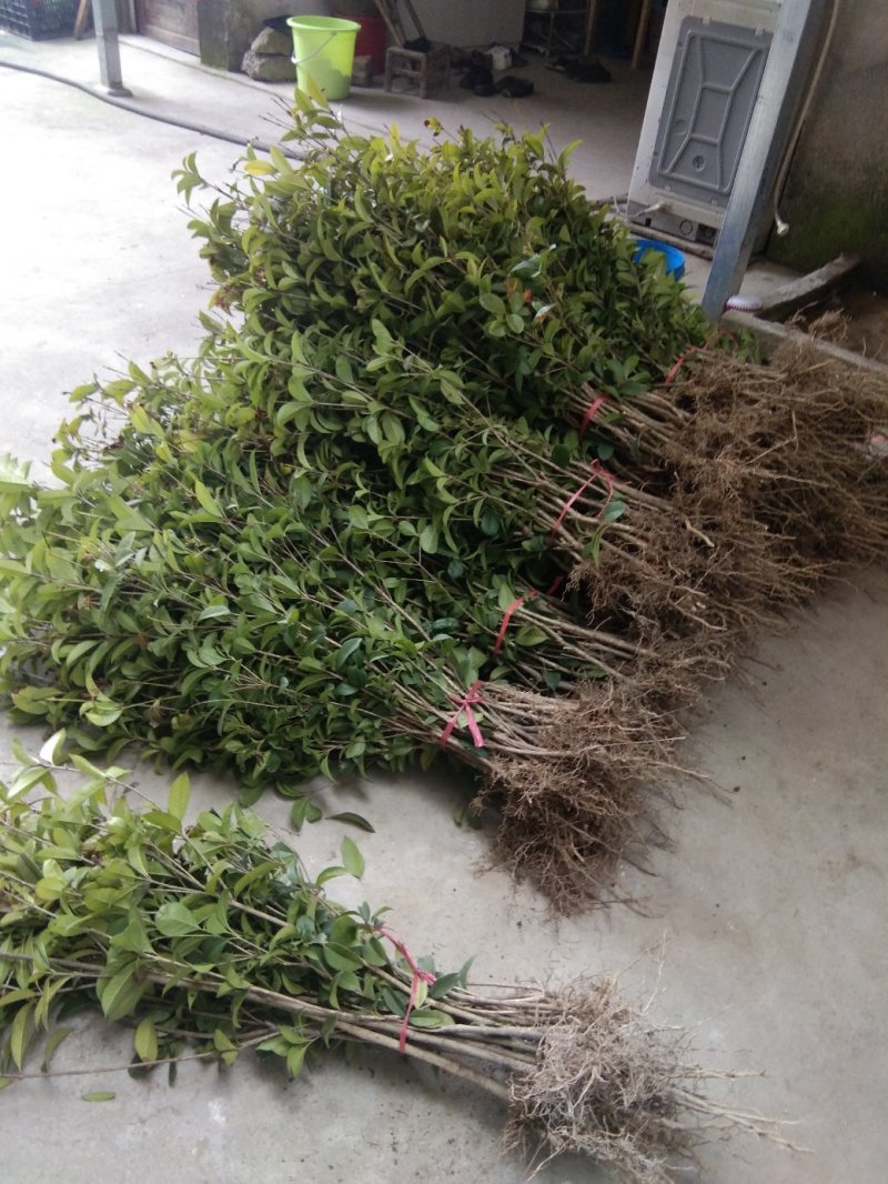 桂花，四季桂带土球月月桂花期长，部份地区不包邮