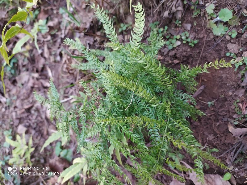 贵州毕节古夜郎大地野生观赏植物羊齿天门冬