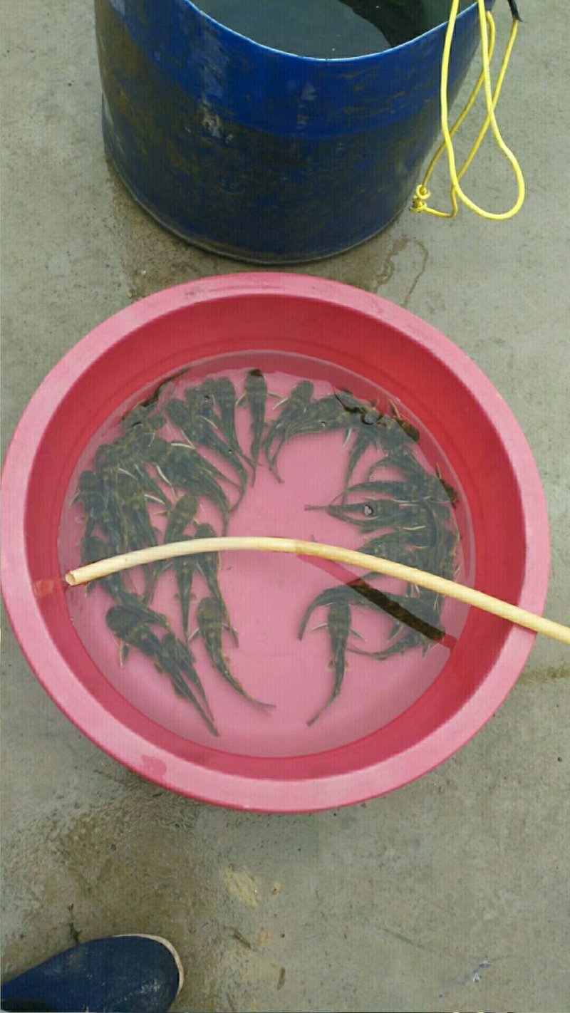 中科三号鲫鱼苗，及各种鱼苗，技术指导，存活高，送货服务