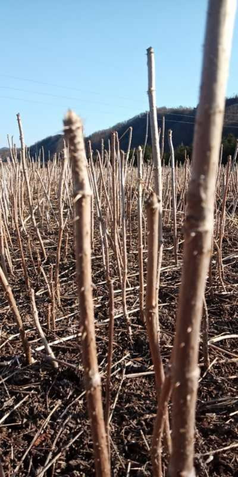 一年生刺嫩芽苗刺五加一年苗抗寒品种