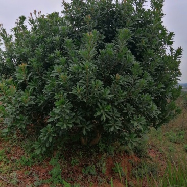 杨梅，山桃，三角枫，石榴树，枇杷树