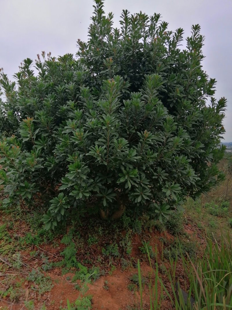 杨梅，山桃，三角枫，石榴树，枇杷树