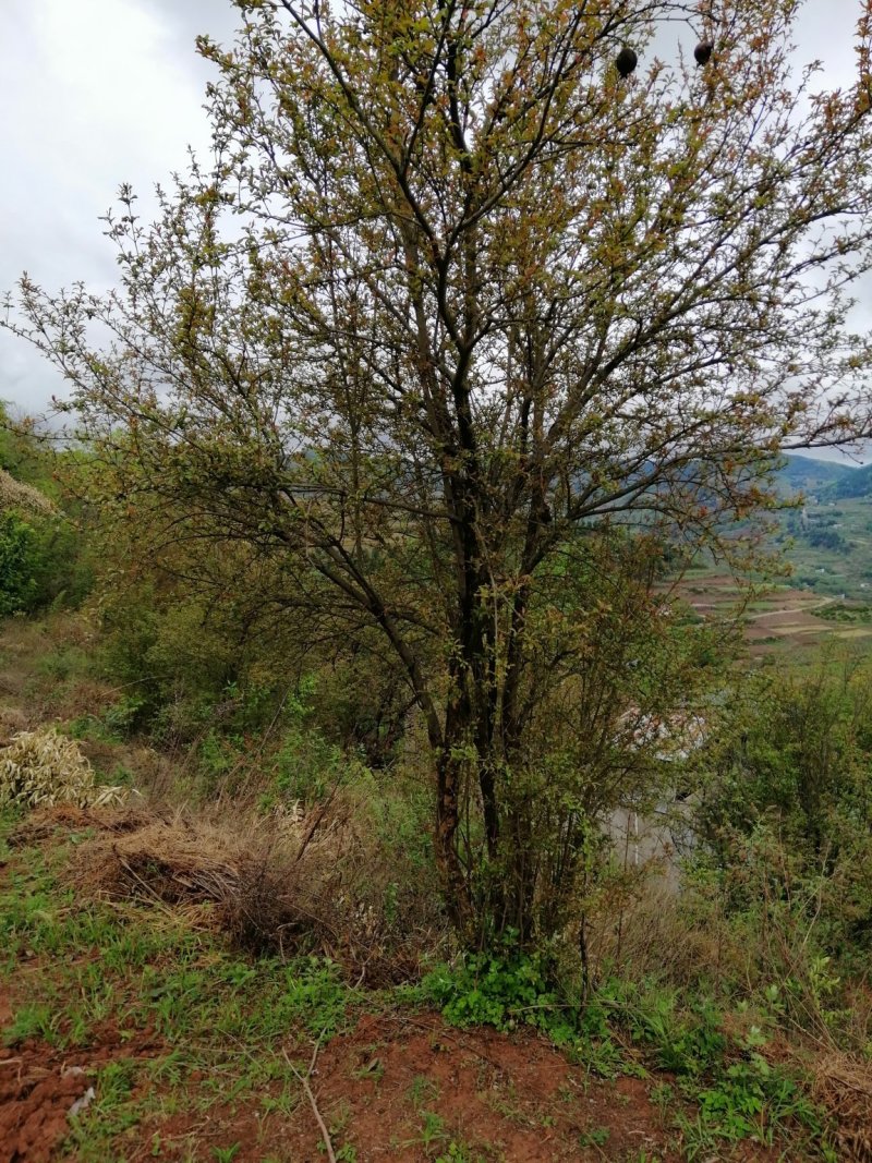 杨梅，山桃，三角枫，石榴树，枇杷树