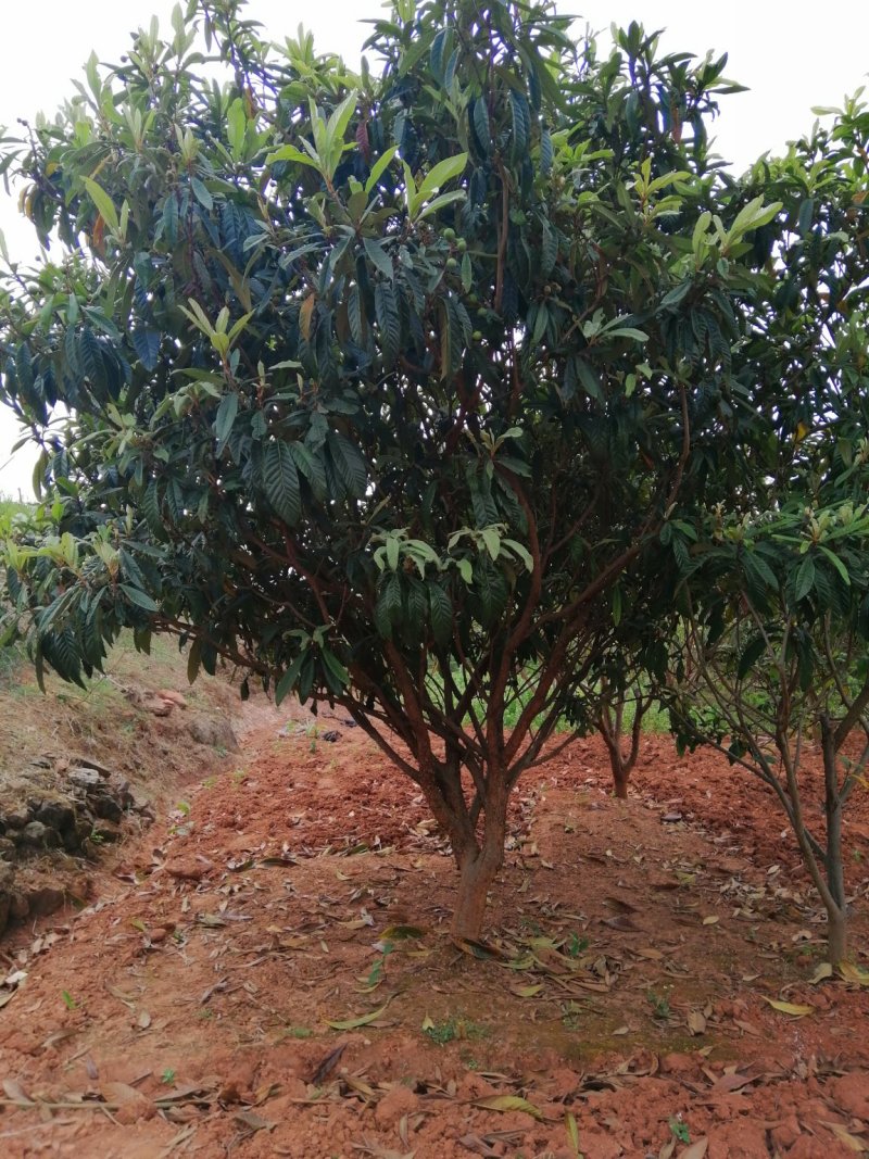 杨梅，山桃，三角枫，石榴树，枇杷树