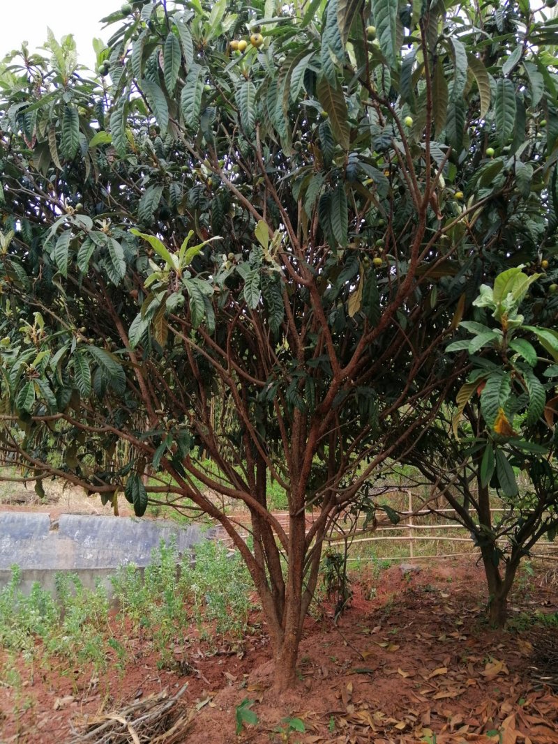 杨梅，山桃，三角枫，石榴树，枇杷树