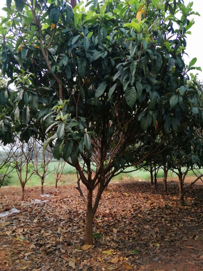 杨梅，山桃，三角枫，石榴树，枇杷树