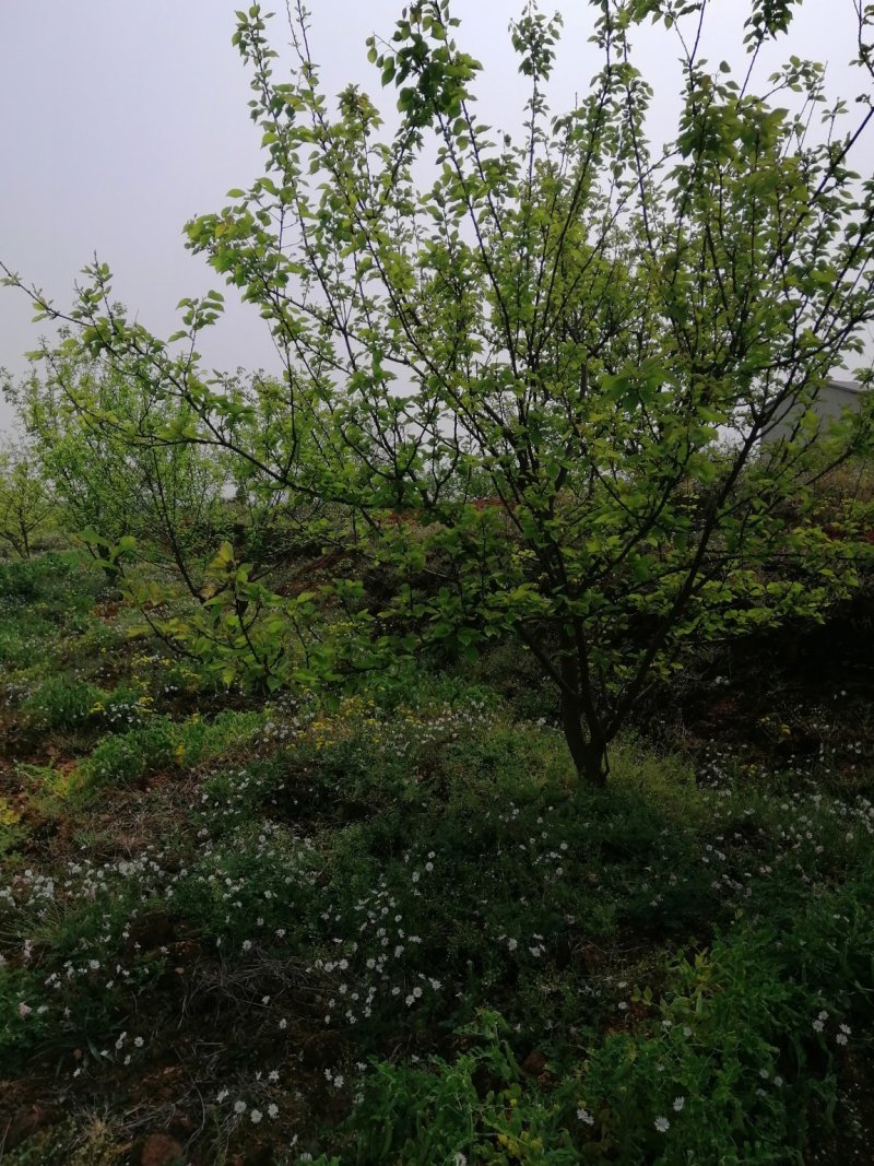 杨梅，山桃，三角枫，石榴树，枇杷树