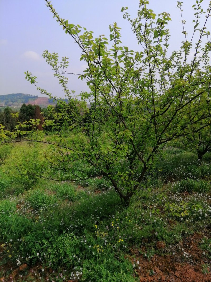 杨梅，山桃，三角枫，石榴树，枇杷树
