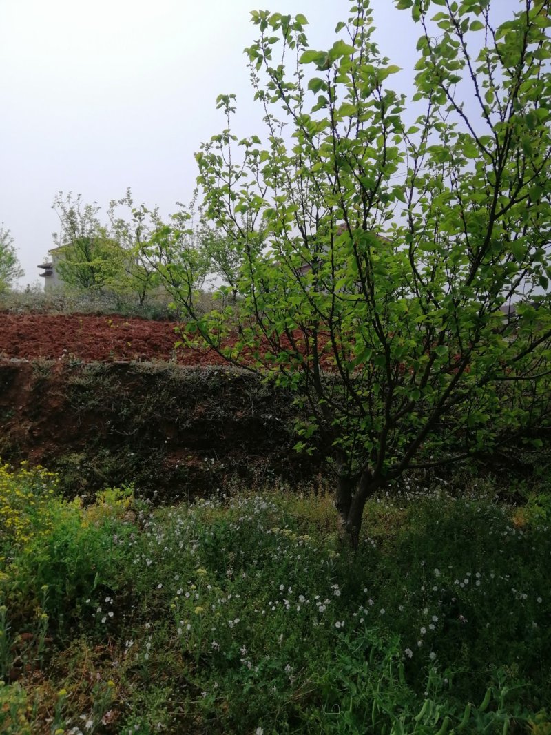 杨梅，山桃，三角枫，石榴树，枇杷树