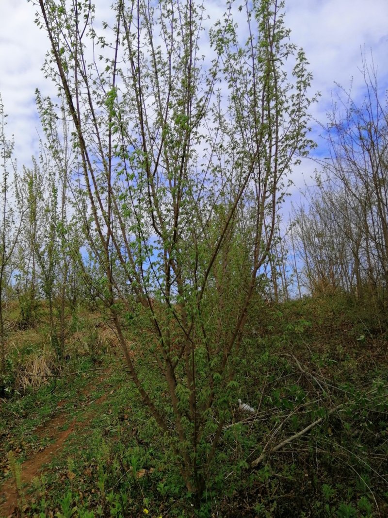 杨梅，山桃，三角枫，石榴树，枇杷树