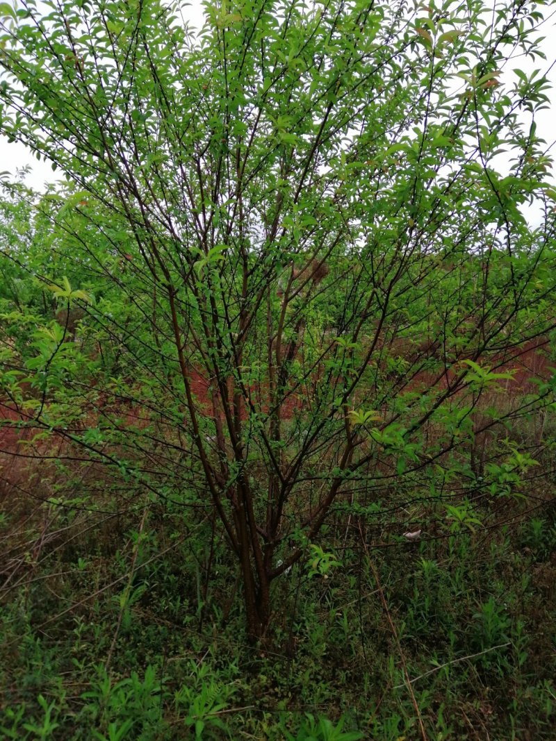 杨梅，山桃，三角枫，石榴树，枇杷树