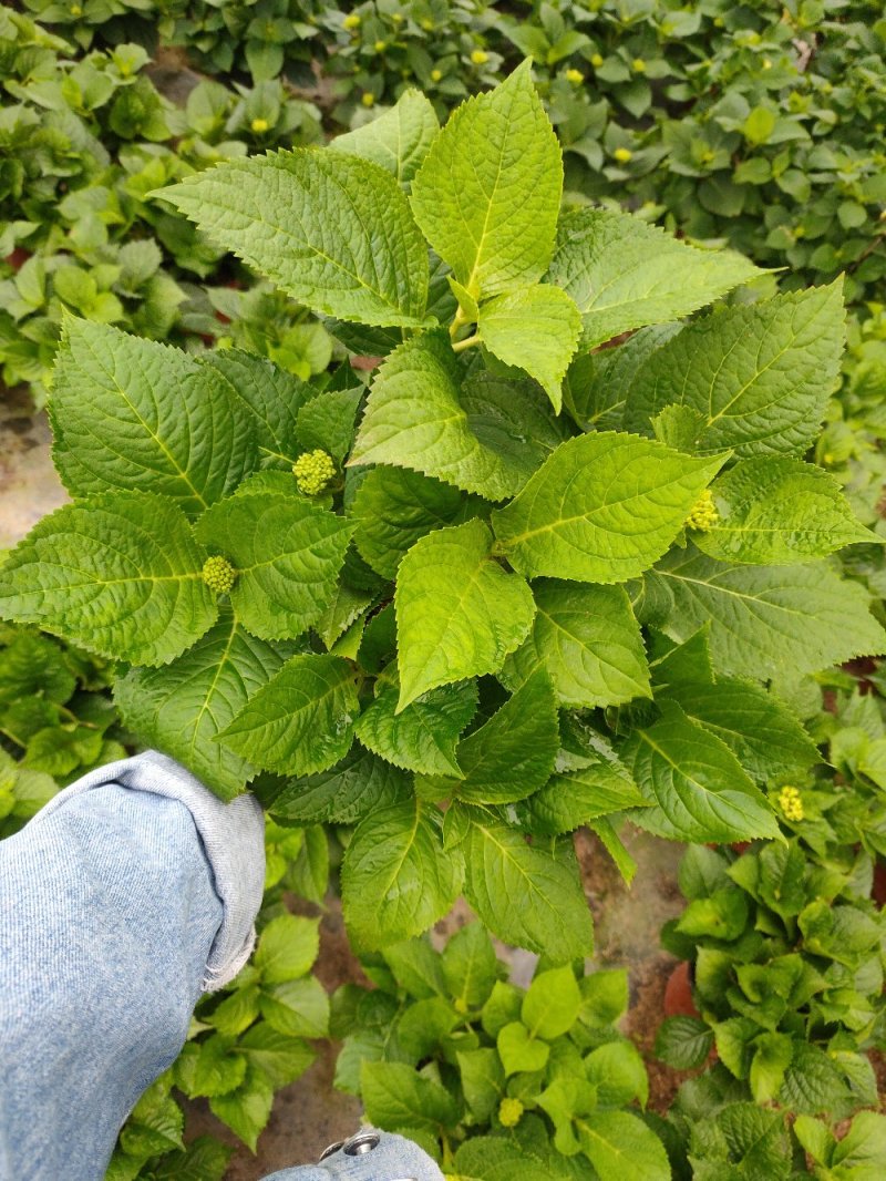 18杯红杯无尽夏绣球花