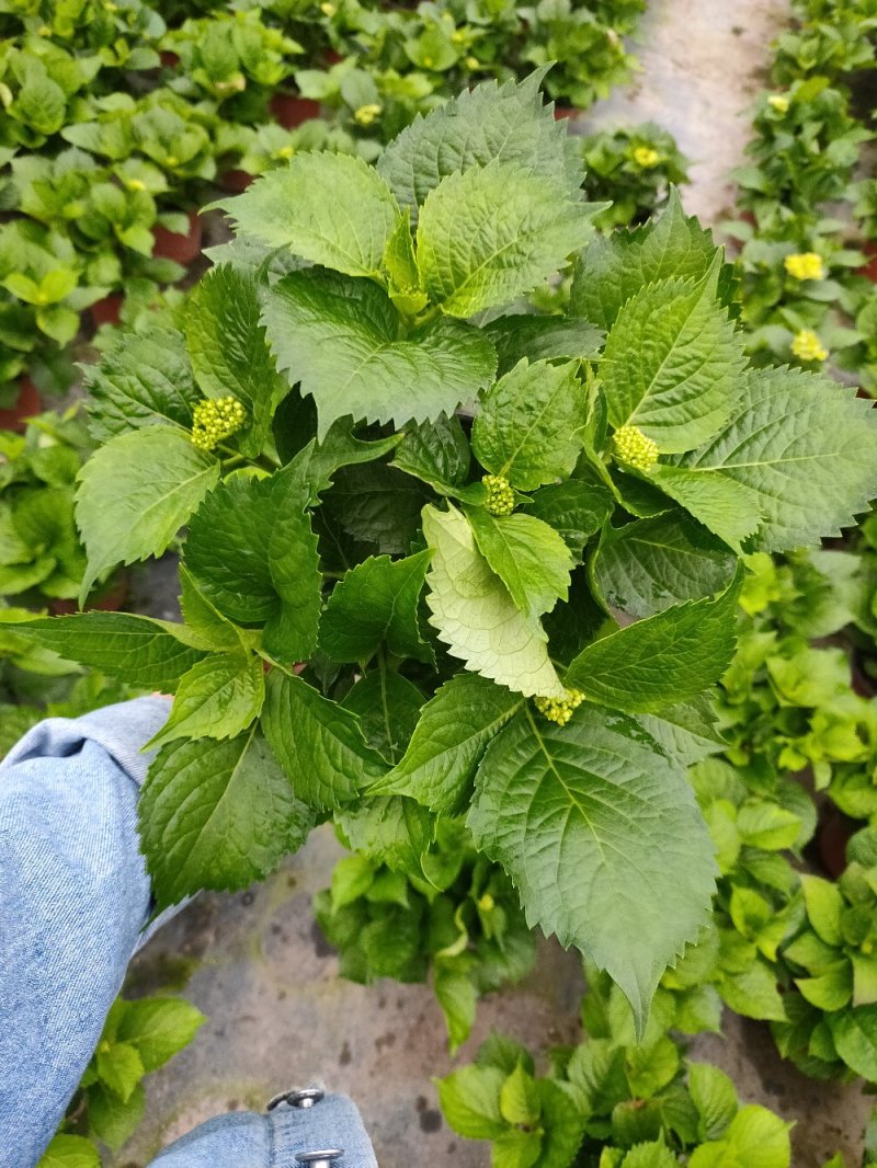18杯红杯无尽夏绣球花