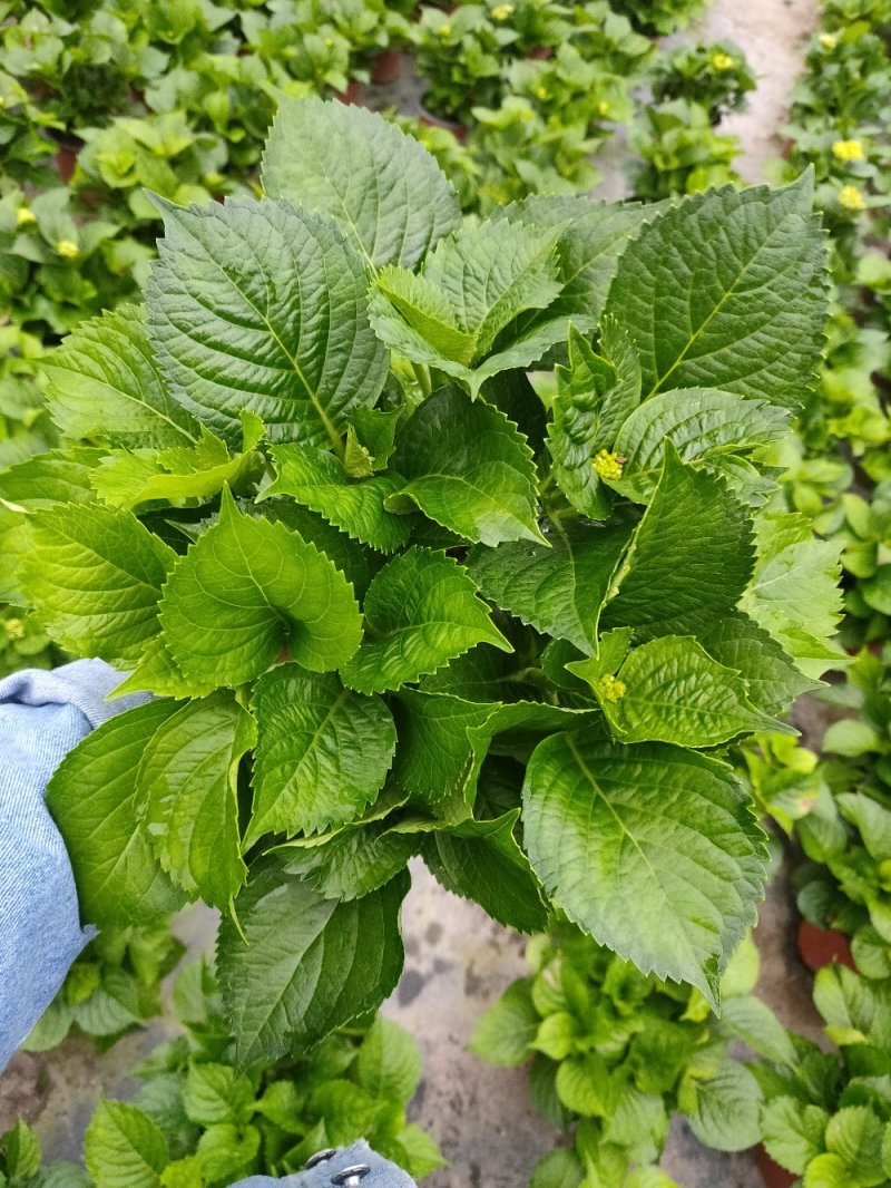18杯红杯无尽夏绣球花