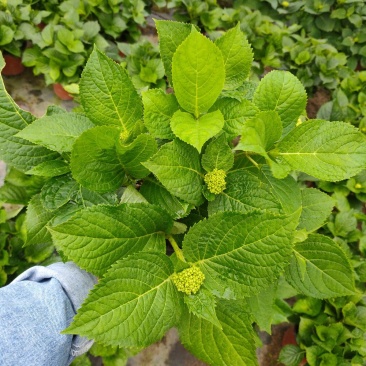 18杯红杯无尽夏绣球花