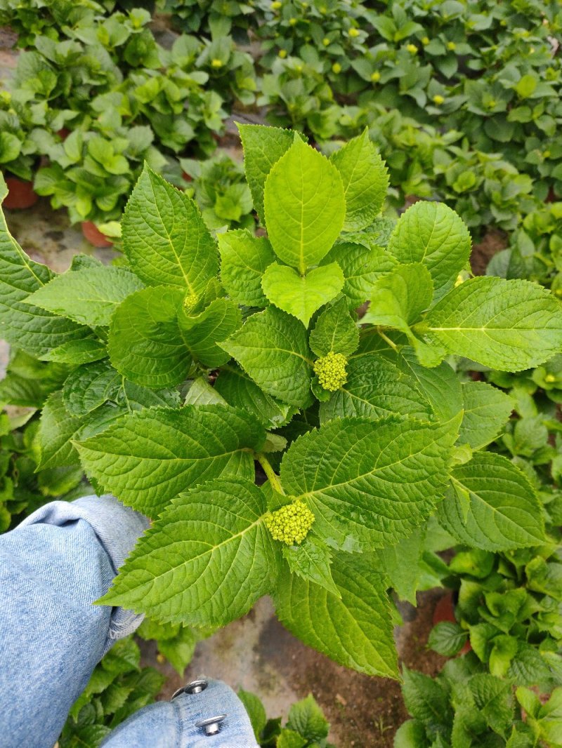 18杯红杯无尽夏绣球花