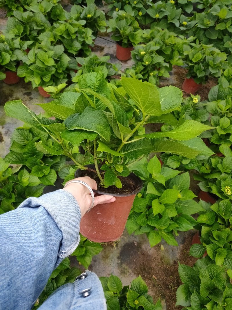 18杯红杯无尽夏绣球花