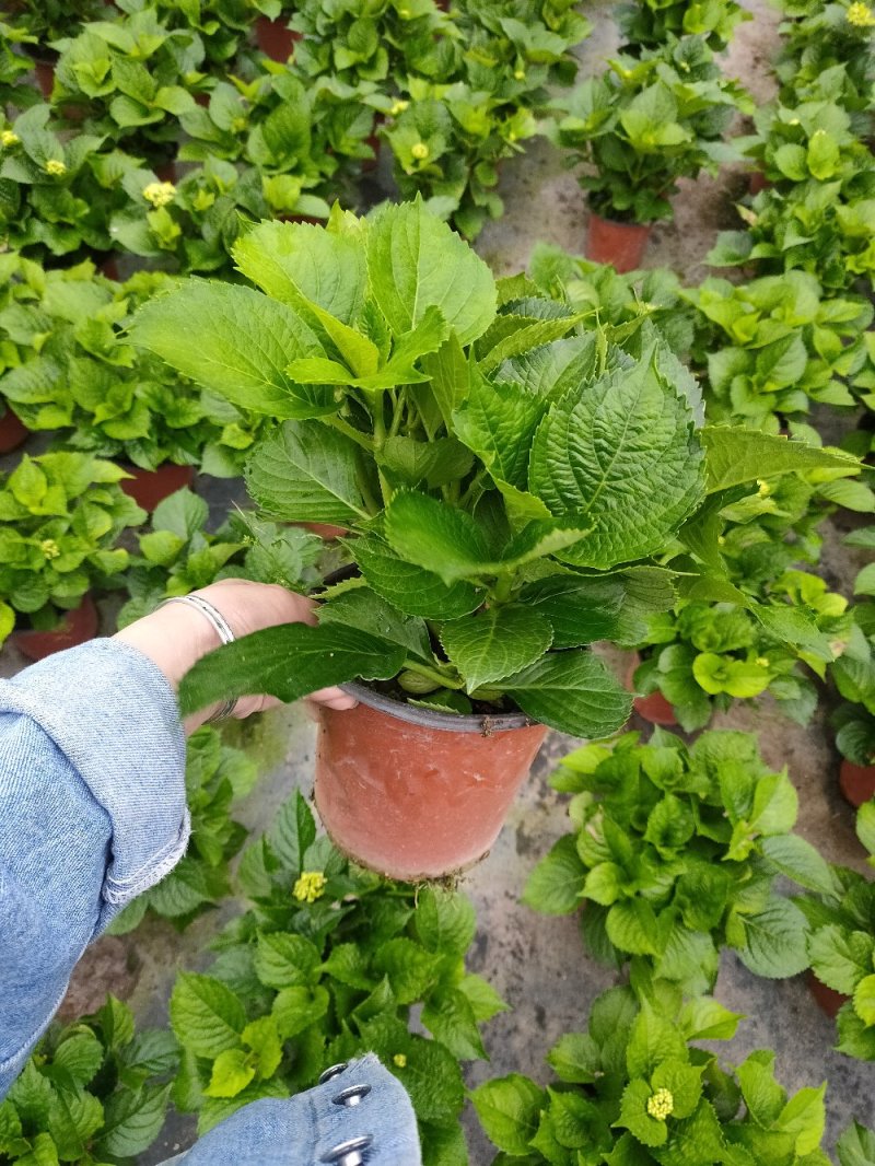 18杯红杯无尽夏绣球花