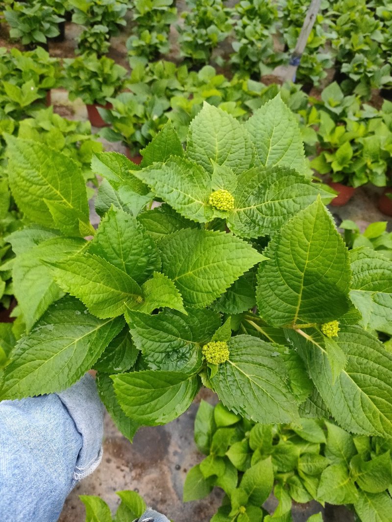 18杯红杯无尽夏绣球花