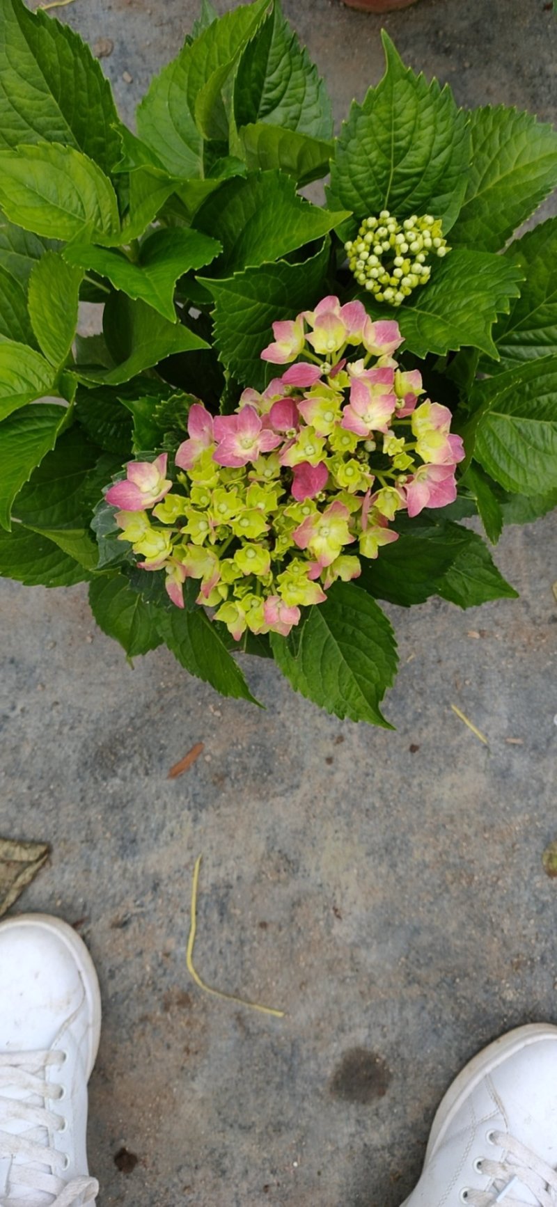 18杯红杯无尽夏绣球花
