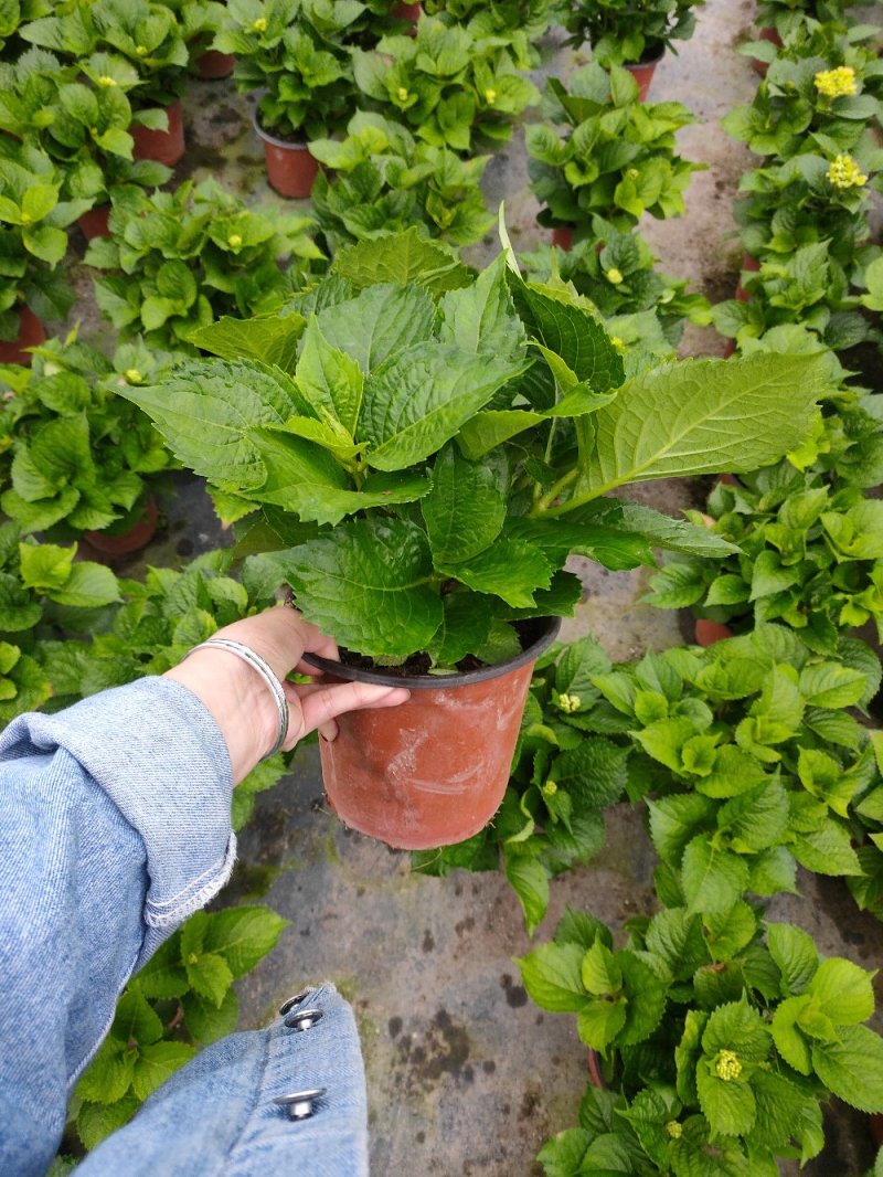 18杯红杯无尽夏绣球花