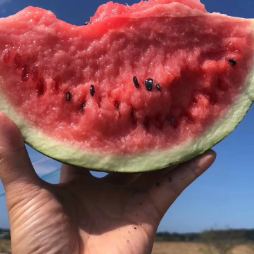 宁夏黑子2茬瓜直播麒麟西瓜