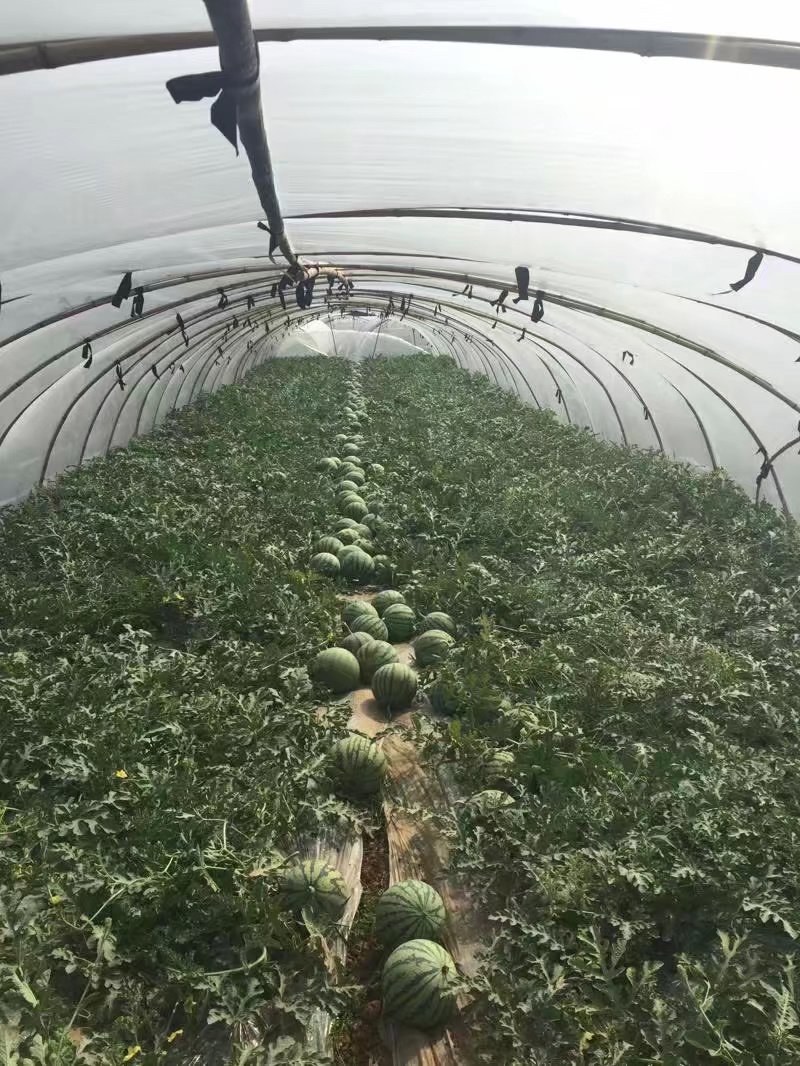 宁夏黑子2茬瓜直播麒麟西瓜